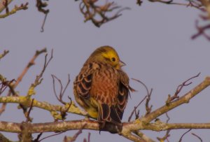 Yellowhammer