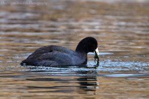 American Coot (Fulica americana)