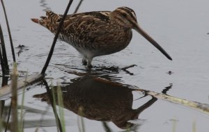 Snipe