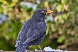 Blackbird (male)