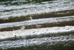 84- Calidris ferruginea Curlew Sandpiper- 9 août 2016.jpg