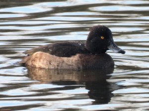 Tufted Duck Female