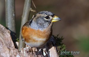 brambling