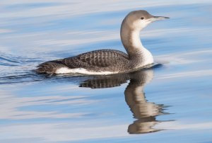 Black-throated Diver