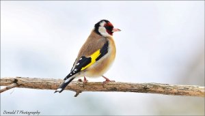 Goldfinch