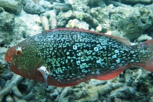 Ember or Redlip Parrotfish (female)