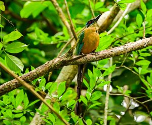 Amazonian Motmot