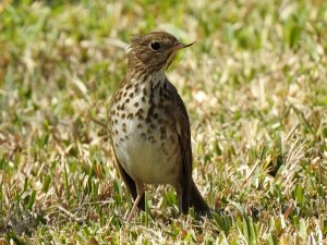 Hermit Thrush with damaged bill