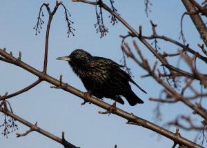 Winter plumage