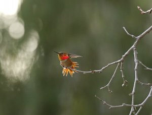 Allen's Hummingbird