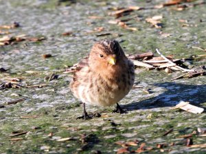 Twite