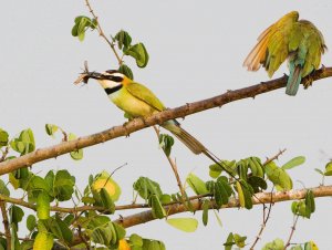 White Throated Bee-Eater 3-1.jpg