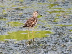 Wood Sandpiper 1-1.jpg