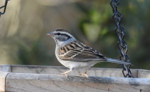 Chipping sparrow1.jpg