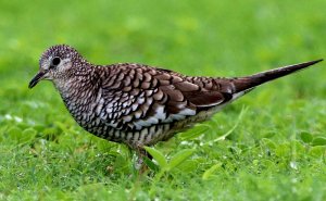 Scaled dove