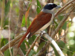 Rufous Vanga