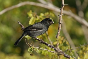 Cuban Bullfinch