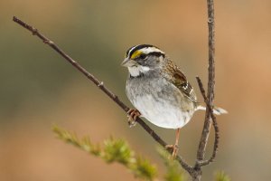 White-throated Sparrow