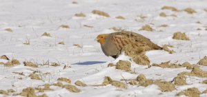 Grey Partridge