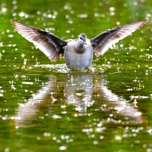 Cotton pygmy goose taking off...