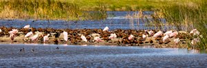 Black-bellied Whistling Ducks, Rosete Spoonbills, Blue-wing Teal, Neotropic Cormorant, Norther...jpg