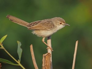 Graceful prinia