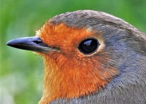 Robin Close up