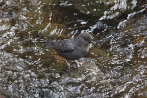 American Dipper