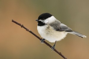 Carolina Chickadee