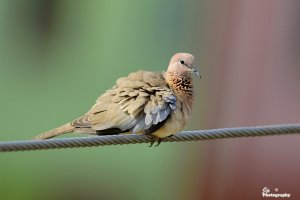 Laughing Dove.