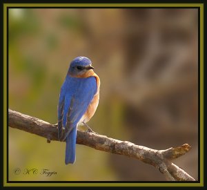 Eastern Bluebird