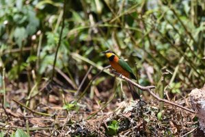 Cinnamon-chested  Bee-eater