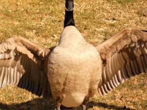 fatcanadagoose.jpg