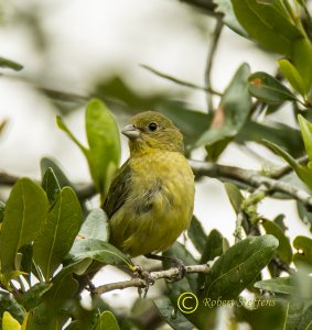 Painted Bunting, Female