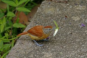 Barred Antshrike