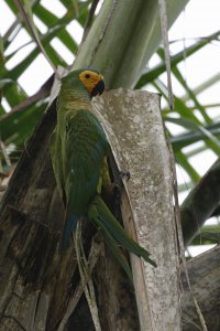 Red-bellied Macaw