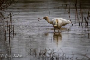 Yellow-billed Spoonbills