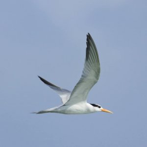 Greater crested Tern
