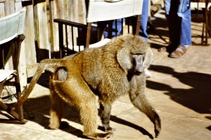 Baboon