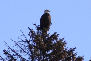 Bald eagle on pine.jpg