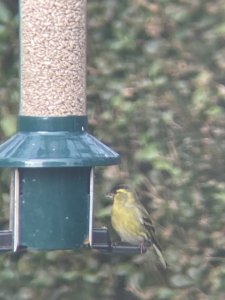 Siskin At The Feeder