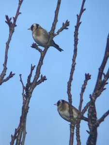 Goldfinches