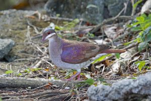 Key West Quail-Dove