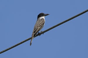 Giant Kingbird