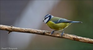 Blue Tit