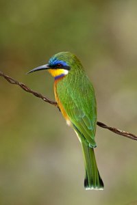 Ethiopian Bee-eater