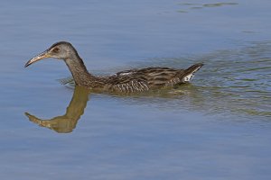 Clapper Rail