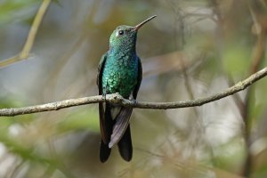 Cuban Emerald