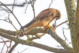 Kestrel