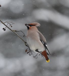 Bohemian Waxwing